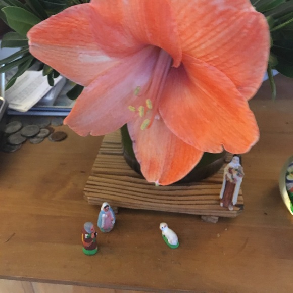 amaryllis147